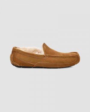 Kapcie UGG Ascot Męskie Brązowe | PLY8586X