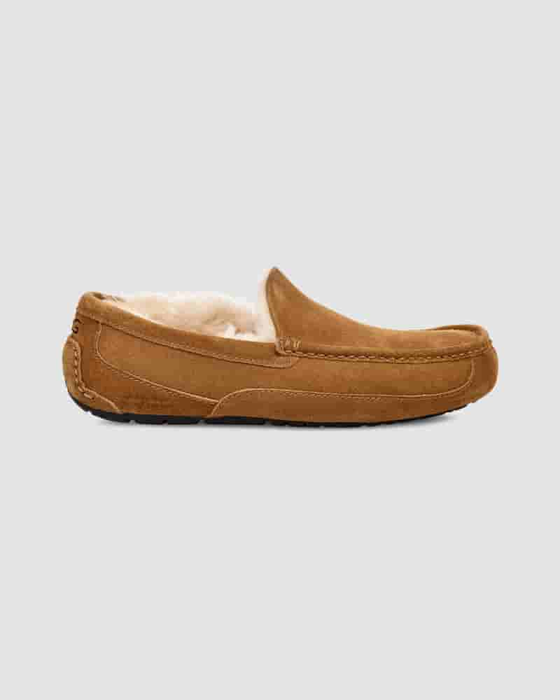 Kapcie UGG Ascot Męskie Brązowe | PLY8586X