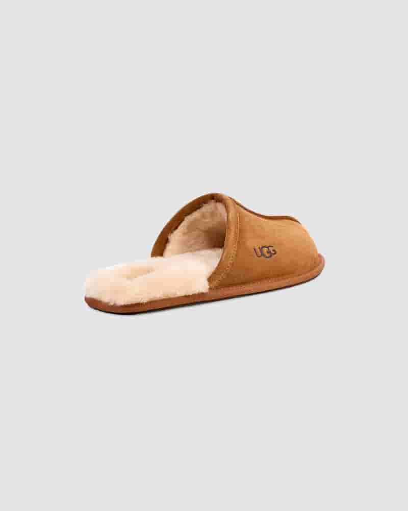 Kapcie UGG Scuff Męskie Brązowe | PLT8585C